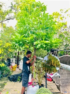 ต้นโซ่ทองคำ(สร้อยสุวรรณ)