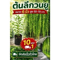 ต้นลีกวนยู  กระถาง 6 นิ้ว