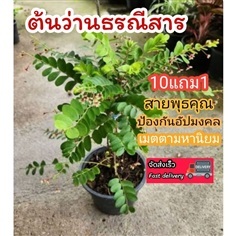 ต้นว่านธรณีสาร