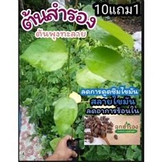 ต้นสำรอง หมากจอง