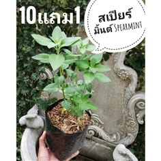 ต้นสเปียร์มิ้นต์