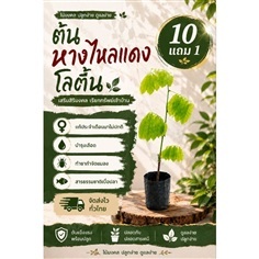 ต้นหางไหลแดง