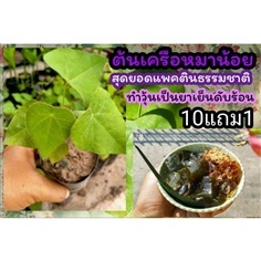 ต้นเครือหมาน้อย วุ้นธรรมชาติ