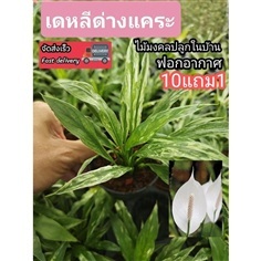ต้นเดหลีด่างแคระ