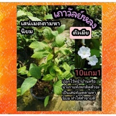 ต้นเถาวัลย์หลงดอกขาว ตัวเมีย