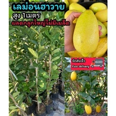 ต้นเลม่อนฮาวาย มะนาวไร่เมล็ด สูง 1 เมตร
