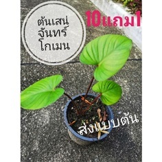 ต้นเสน่จันทร์โกเมน