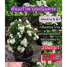 ต้นแก้วพวงมณีแคระ