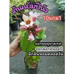 ต้นแย้มปีนัง  สูง 40-50 ซม.