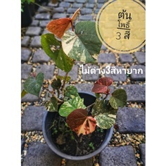 ต้นโพธิ์สามสี โพธิ์ 3 สี