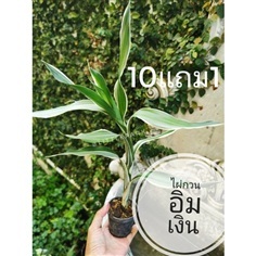 ต้นไผ่กวนอิมเงิน