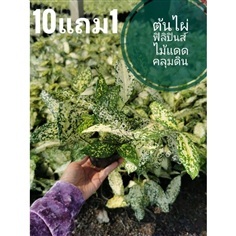 ต้นไผ่ฟิลิปปินส์ด่าง