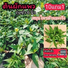 ผักแพว
