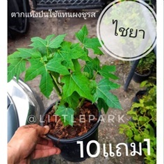 ผักไชยยา คะน้าแม็กซิโก