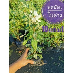 พุดซ้อน พุดซ้อนใบด่าง
