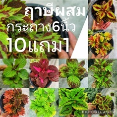 ฤาษีผสม  ไม้มงคล