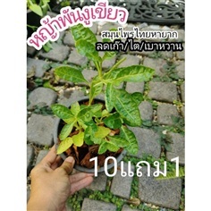 หญ้าพันงู  หญ้าพันงูเขียว