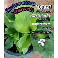 เปราะหอม