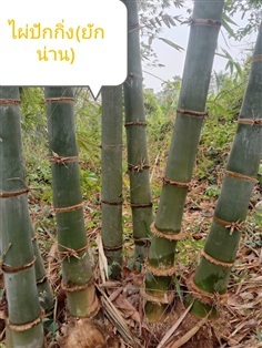 พันธุ์ไผ่ปักกิ่ง ความสูง 1 เมตร พร้อมปลูก