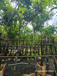 บัวสวรรค์2"