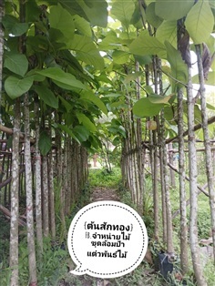 ต้นสักทอง ขนาด2นิ้วสูง3เมตร+