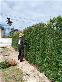 ไทรเกาหลี 2เมตร