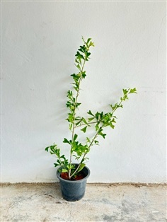 ต้นหนวดปลาหมึกใบหัวใจ Schefflera emarginata