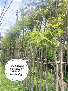 ต้นศรีตรัง ไม้ดอกไม้มงคล ขนาด2นิ้วสูง3เมตร