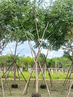 ต้นจามจุรี จามจุรีสีทอง ขนาด4นิ้วสูง4เมตร