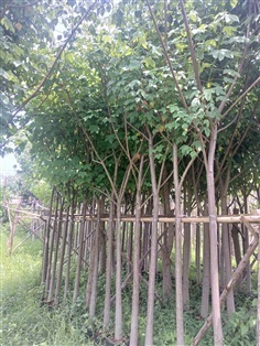 ต้นสุพรรณิกา ขนาด3นิ้วสูงสูง3เมตร