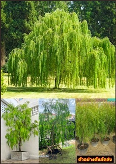 ต้นหลิวออสเตรเลีย Australian Willow แต่งสวนสไตล์โม