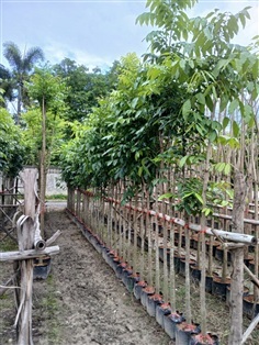ต้นมะฮอกกานี ขนาด2นิ้วสูง3เมตร