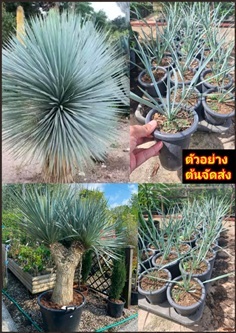 ต้นจันผาใบฟ้า จันผาใบฟ้า ยุคคา รอสทราตา Yucca Rost