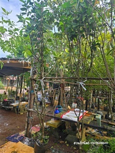 พวงคราม
