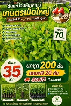 ต้นมะม่วงหิมพานต์เกษตร 04 แท้ รุ่นต้นใหญ่ 70 ซม. 