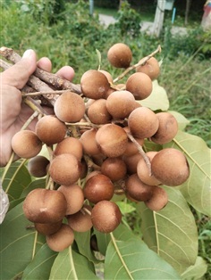 สมอพิเภก ขายเมล็ดพันธุ์/ต้นกล้า ผลสด/ผลแห้ง