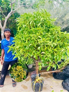 ต้นหอมเจ็ดชั้น