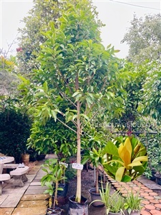 ต้นจำปีสีนวล 