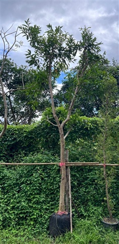 ชมพู่นำ้ดอกไม้