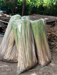 หญ้าคา ขายต้นพันธุ์สำหรับปลูก 1 กิโลกรัม 100 บาท
