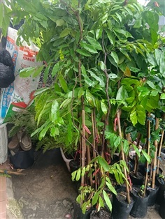 อโศกสปัน