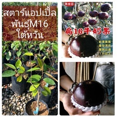 ต้นสตาร์แอปเปิ้ลใต้หวันพันธุ์M16 ทาบกิ่ง