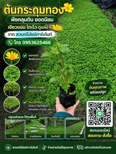 กระดุมทองเลื้อย