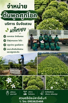 พุดศุภโชค