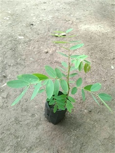 ต้นพันธุ์ ขี้เหล็ก พร้อมปลูกในถุงดำ 39 บาท 