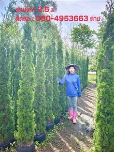 สนมังกร