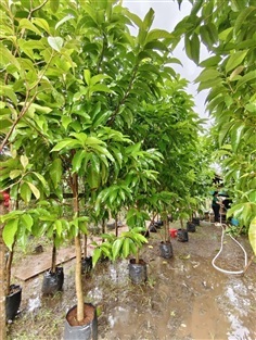 ต้นจำปี