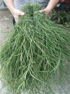 หญ้าแพรก ทั้งต้นสด 1 กิโลกรัม 100 บาท