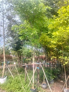 ต้นสาธร
