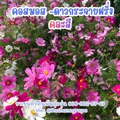 คอสมอส -ดาวกระจายฝรั่งคละสี (ขายเมล็ด-ต้น)